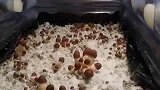 蘑菇快进一千倍生长，大家没有见过吧