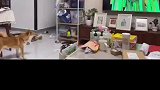 也不知道演的啥，给狗狗吓成这样
