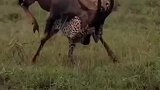 猎豹捕食羚羊，双方激烈搏斗