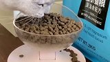 看他吃饭太过瘾了，就差把碗吃了！