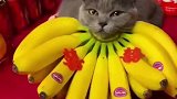 正宗金枕猫山王，这一个老贵了