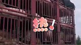 120头猪高速路上中暑，消防喷水降温挽回损失