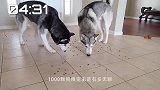 主人为了奖励二哈，准备了一屋子的狗粮，看狗子吃出满满幸福感