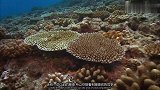 全世界的珊瑚礁，五分之一已被永久性摧毁，这对海洋影响巨大！