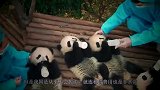 熊猫在日本太嚣张，竟成了动物园小霸王，碰到美女就求抱抱