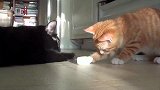 猫咪第一次见冰块，好奇的像个20斤的孩子，真是太可爱了！