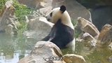 贫熊，在这修炼七七四十九天，马上就可以得道升仙了