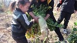 天凉了，教你山西农村腌酸菜的方法，学会这技巧，够吃一个冬天了