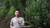 端午节挂于门前的艾草究竟有什么作用？有人却说是迷信