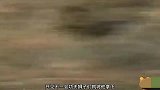 狮子猎杀断尾野牛，却被野牛踢碎一嘴牙，隔着屏幕都疼啊
