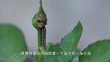夏季养月季，一定要勤观察，发现“害虫”，就要这样及时处理！