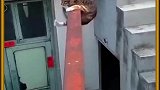 猫的胆子大是因为它有九条命吗