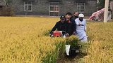 小小收割机，干活真省力外国人见了都竖起大拇指