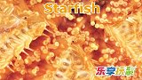 乐享动物乐园带你认识巨大抹香鲸与膨胀河豚