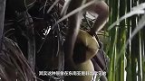 猴子摘椰子每年为果农省千万工钱，速度快不伤果，世代相传摘果猴