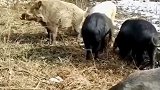 公野猪跑进家猪圈并留下一窝猪崽