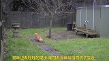 猫咪逮鸽子，伸手太敏捷了
