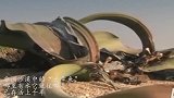 非洲沙漠中的“大章鱼”，哪里有水它就往哪走，已存活上千年