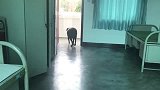 小奶狗：等着，我去给你叼只蝙蝠