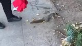 骨折的小松鼠被路人救助