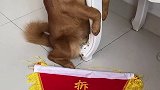 恭喜你！获得了拆家大赛的一等奖！