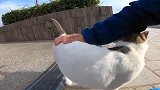 野外遇见了一只流浪猫，感觉有点不对劲，细看气坏了