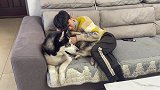 小主人考试没及格被训斥，二哈寸步不离地守着他，网友：好温暖！