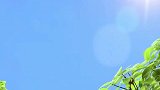 萌鸡小队：麦奇发现了一条小金鱼，欢欢说小金鱼一定是金子做的！