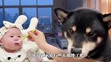 铲屎官给小主人喂饭，柴犬馋的哈喇子要流出来了，看完忍住别笑