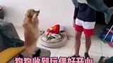 狗狗收到玩偶能多开心