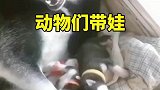 动物带娃，一个比一个傻！