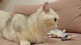 猫咪：好久没吃过这么大的鱼了，咦，不对啊，这鱼怎么咬不动