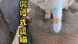 沉浸式逗猫