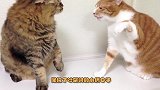会互掐的猫咪，到底会有多可怕，网友：像极了吵架时的小俩口子