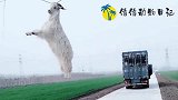 这算是随风飘羊，还是羊电风，羊：我有事允许我挂会机
