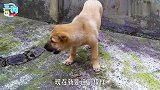 小土狗长大定型，从头到脚帅到没朋友，这狗绝对是土狗中的极品！