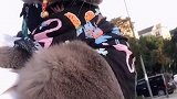 染个头发去祸害小母猫