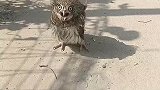 这一幕把人看呆，小猫头鹰被人说了还不愿意