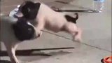 没想到玩个套圈，两个奖品打起来了