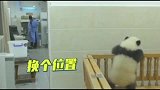 四川小熊猫想要出去玩，听见奶妈的声音赶紧翻回去，好可爱呀