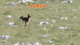 萌猫爱兔兔：为了保护孩子，母鹿勇敢对战野狼