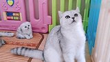 一大家子猫咪差别巨大，哪只最可爱呢？