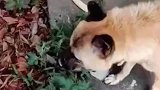 狗狗和主人同时感冒，后来主人发现狗狗自己找草药吃