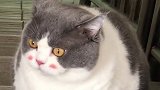 像不像比卡丘，这样会不会喜欢我多一点 猫肥猫