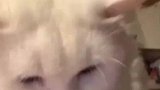 霸道的猫不喜欢被主人摸