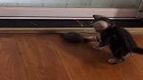 猫咪抓到一个新玩具，你这么做好吗？还不如给它一个痛快