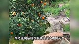网红金毛“毛毛”去世，曾因帮主人摘橙子爆火：“毛毛果”已缺货