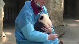 熊猫宝宝：谁还不是个宝宝