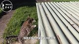 猫为何从高空坠落不会受伤？它真的摔不死吗？原因终于被揭开！