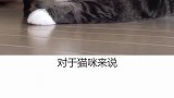 猫咪 猫咪为什么喜欢看窗外？李八百OneDayday